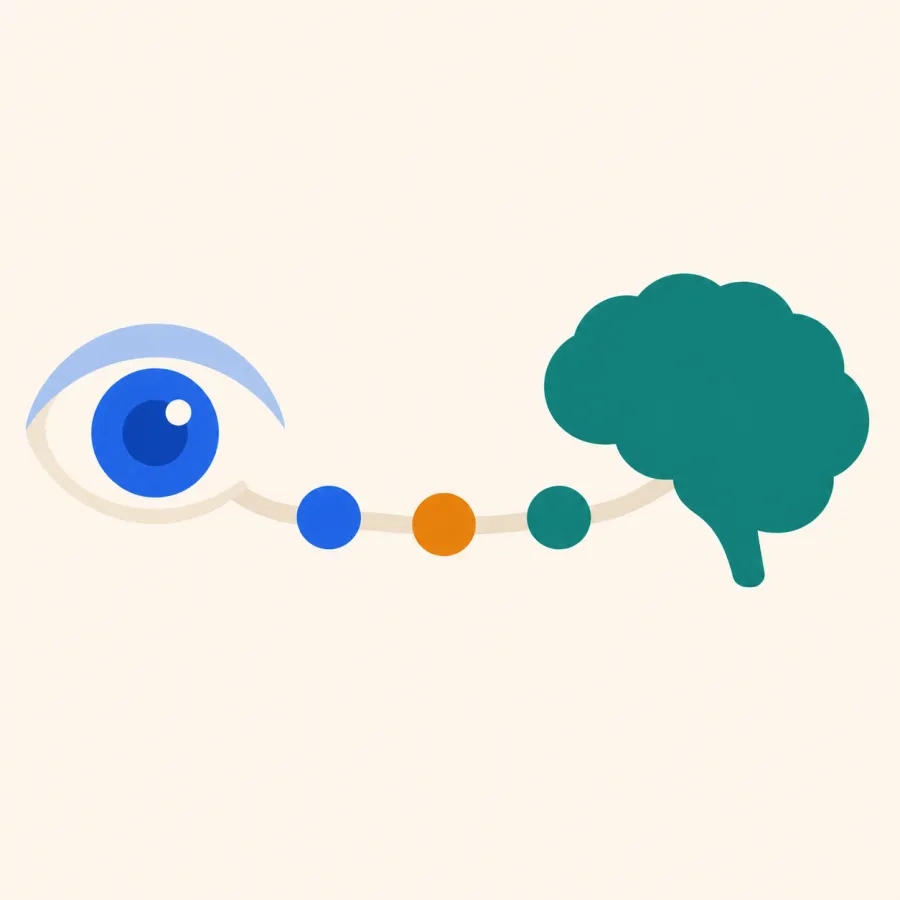 Illustration of an eye connected to a brain by three stepping dots